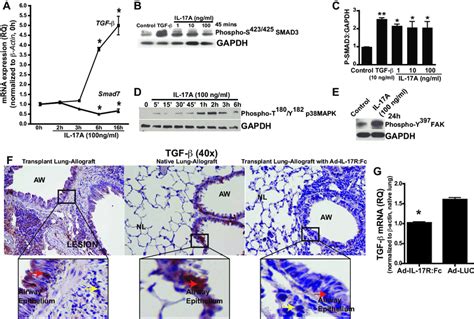 Neutralization Of Il 17 Bioactivity Suppresses Il 17a Induced Tgf In