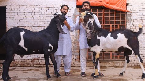 Biggest Amritsari Beetal Bakra In Multan Pakistan II Eid Ul Adha 2022