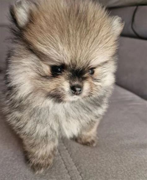 Szpic Miniaturowy Pomeranian Radom OLX Pl