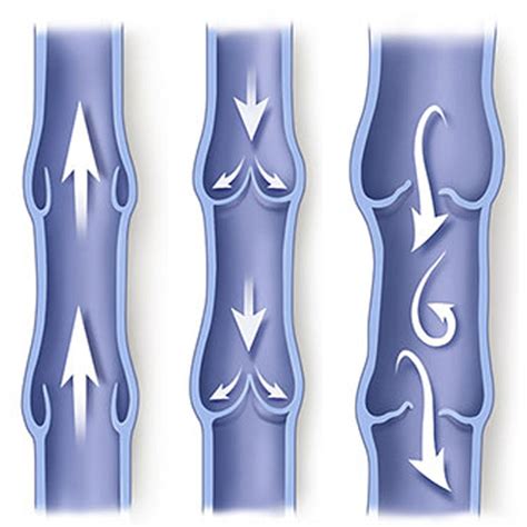Quantos Quilômetros Tem O Corpo Humano De Vaso Sanguíneo