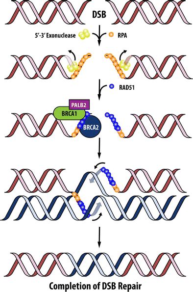 Mechanism Of Double Strand Break DSB Repair By Homologous