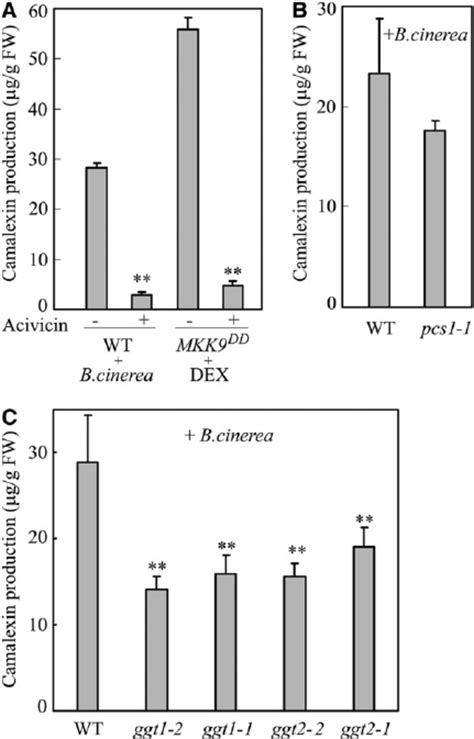 Ggt And Pcs Are Involved In Mkk And B Cinerea Induced Camalexin