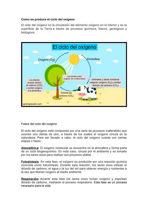 Ciclo Del Oxigeno Explicacion Detallada Con Ejemplos Images