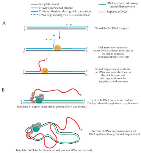 Genes Free Full Text Dna Replication Through Strand Displacement During Lagging Strand Dna