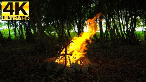 K Campfire In The Forest Crackling Fire Sounds With Forest Birdsong