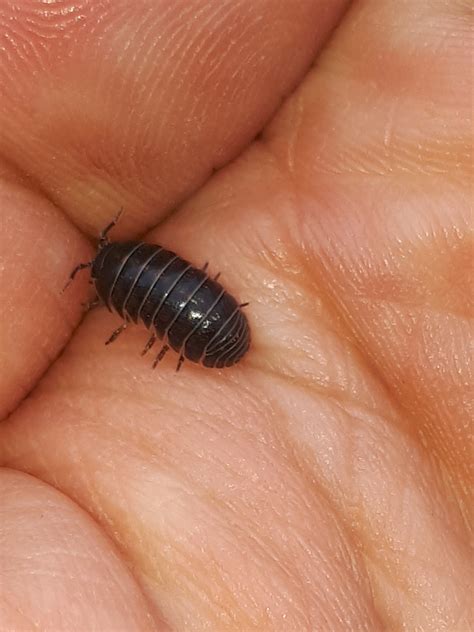 Gemeine Rollassel Armadillidium Vulgare Gew Hnliche Flickr