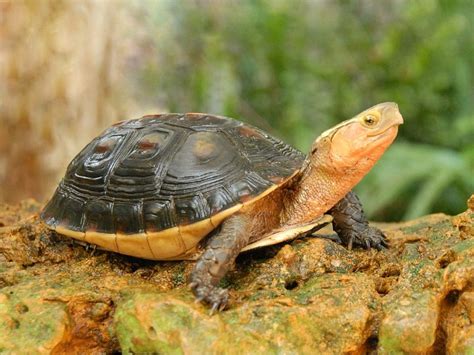 Chinese Box Turtle Facts And Pictures