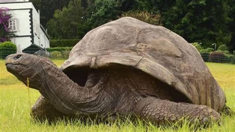 Worlds Oldest Living Tortoise 190 Year Old Jonathan Curious Times