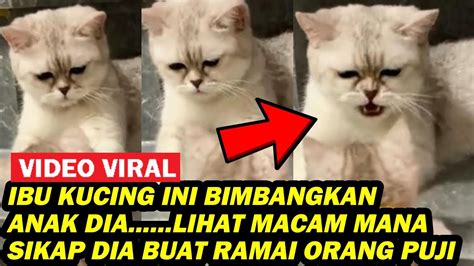 Ibu Kucing Ini Bimbangkan Anak Dia Lihat Macam Mana Sikap Dia Buat