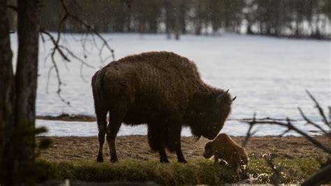 Baby Bison At Yellowstone National Park Abandoned By Herd, Killed ...