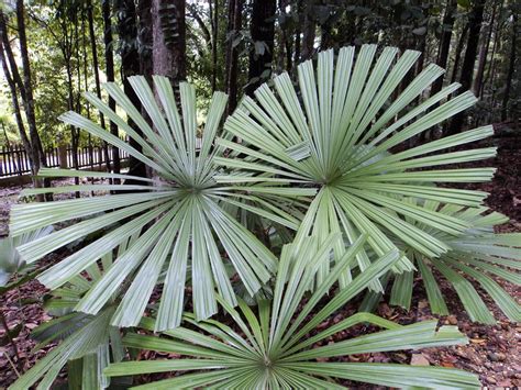 Pokok Palas Duri Licuala Spinosa Mangrove Fan Palm Lazada