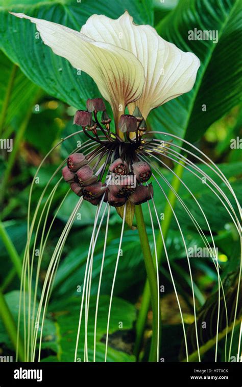 Batplant Tacca Integrifolia Flower Asia Stock Photo Alamy