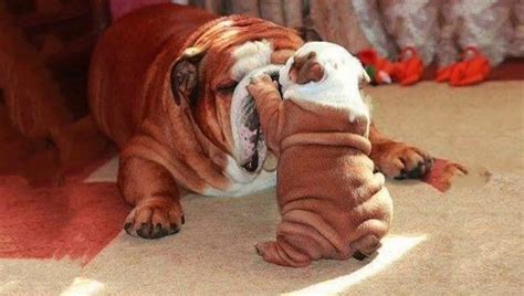 Cute Bulldogs