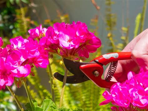 Pruning Geraniums - How To Pinch Geraniums For Better Growth ...