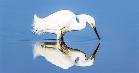 Snowy Egret Album On Imgur