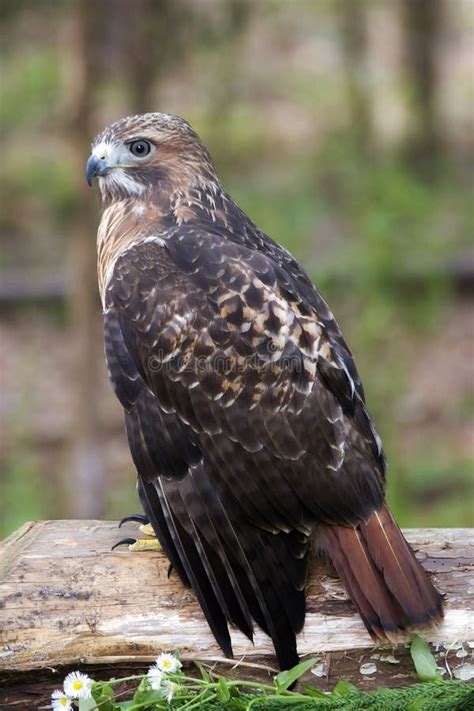 Roter Angebundener Falke Auf Der Jagd Stockbild - Bild von band, nord: 26863389