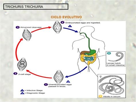 Ciclo De Vida De Trichuris Trichiura