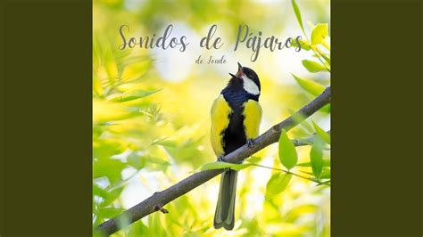 Sonidos De Pajaros En El Bosque Pt Youtube