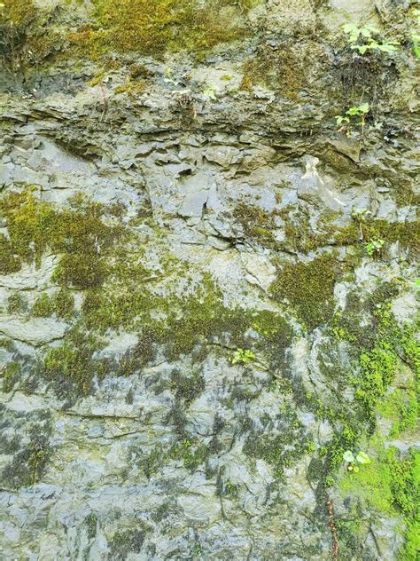 Cliff Wall Covered In Moss Texture Background Stock Photo Image Of