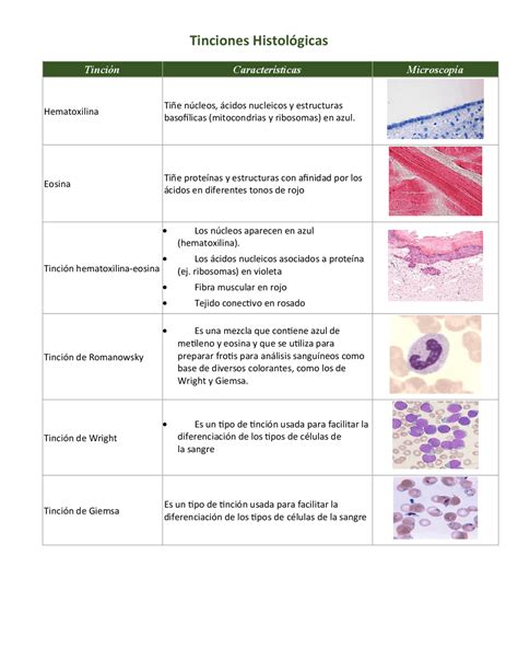 Tinciones Bacterianas Gram Positivas Y Negativas Lecture Notes Of