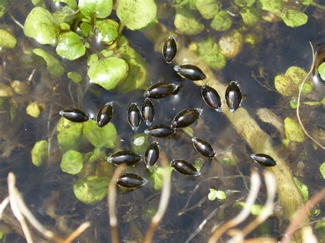 Gyrinus Natator Wasserschreiber Kostenloses Foto Auf Pixabay