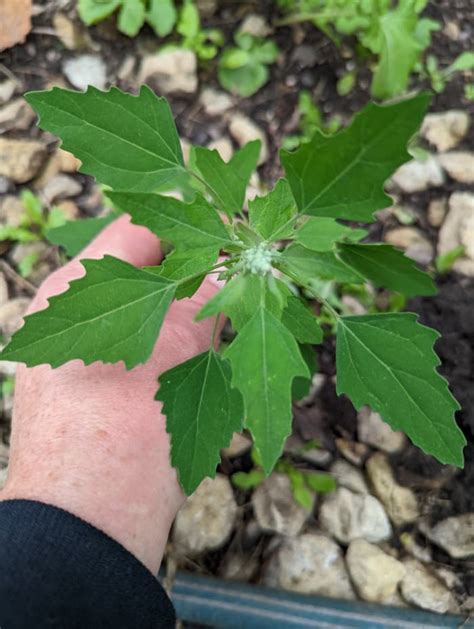 Weeds In My Yard Deciding Which Live Hubpages