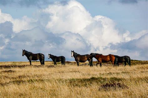 All About The Brumby: Australia's Controversial Feral Horse