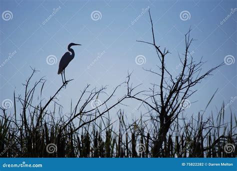 Snowy Egret Silhouette Stock Photo Image Of White Branch 75822282