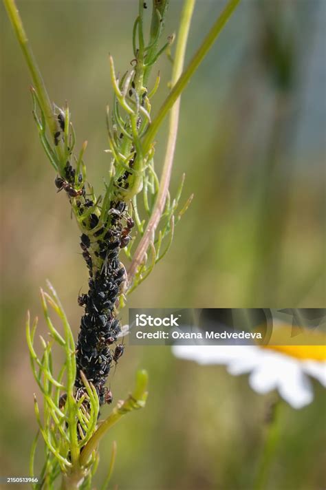 Closeup Of Aphids On Field Chamomile Aphid Infestation Of Field Plants And Flowers Pests Of