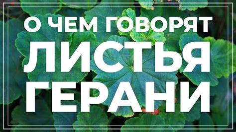 Листья герани желтеют, краснеют, сохнут, скручиваются... Болезни и ...