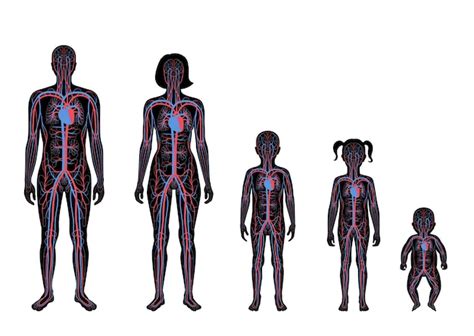 Anatomia Do Sistema Circulat Rio Arterial E Venoso Humano No Corpo De