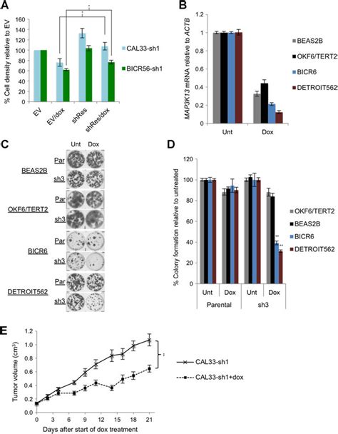 Confirmation Of Proproliferative Effect Of Amplified Lzk In Vitro And