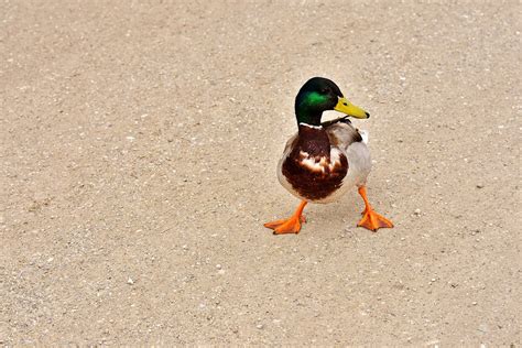 Ente Lustig Wasservogel Kostenloses Foto Auf Pixabay