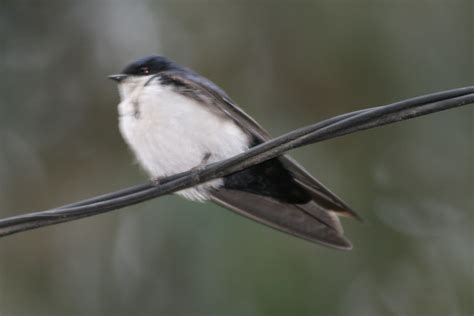 Notiochelidon Cyanoleuca Cyanoleuca Blue And White Swallo Flickr