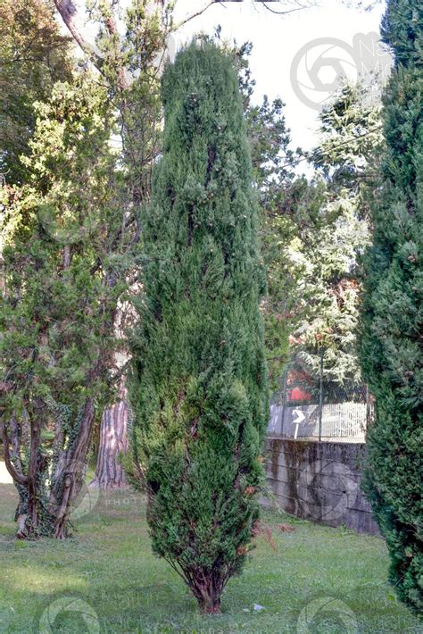 Cupressus Sempervirens Mediterranean Cypress Tree Cupressus