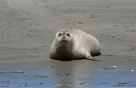 Oosterschelde Door Arjan Van Lomwel Goes Zeehond Omroep Zeeland