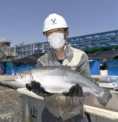 陸上養殖サーモン、初水揚げ 東邦ガス、出荷後店頭に 高知新聞