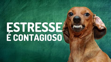 HUMANO ESTRESSADO CACHORRO ESTRESSADO YouTube