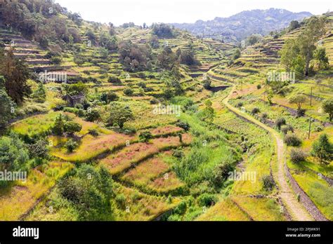 Aerial View Of A Beautiful Landscape With Blooming Green Terraced