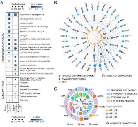 Gene Ontology Analysis Of Downregulated Genes Upon Mirna Combo Download Scientific Diagram