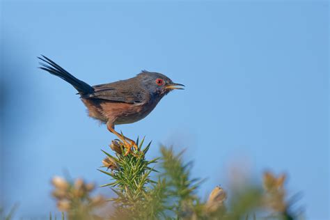 Fauvette Pitchou Cap Fréhel Bretagne Josie Staehle Flickr