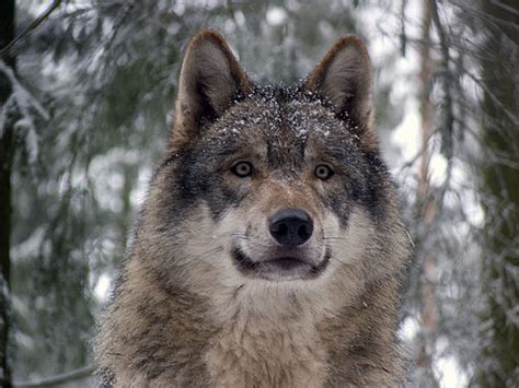 Wolf Reintroduction in Scotland - Conservation Articles & Blogs - CJ