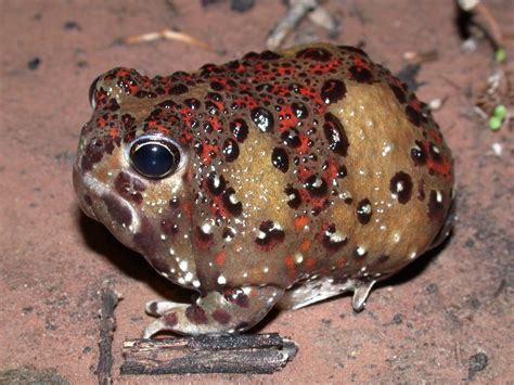 Meet Australia's desert-dwelling frogs - Australian Geographic