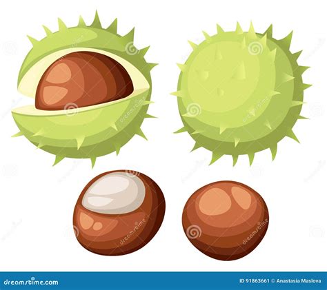 Chesnut Descascou E Castanhas Da índia Inteiras Ilustração Isolada No