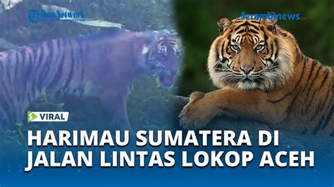 VIRAL Penampakan Harimau Sumatera Di Tepi Jalan Lintas Lokop Peurelak