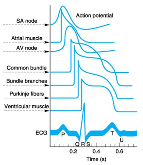 Cardiology Pacemaker Potential Diagram Quizlet