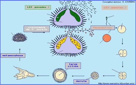 Collège Les Sablons La Reproduction De L Oursin