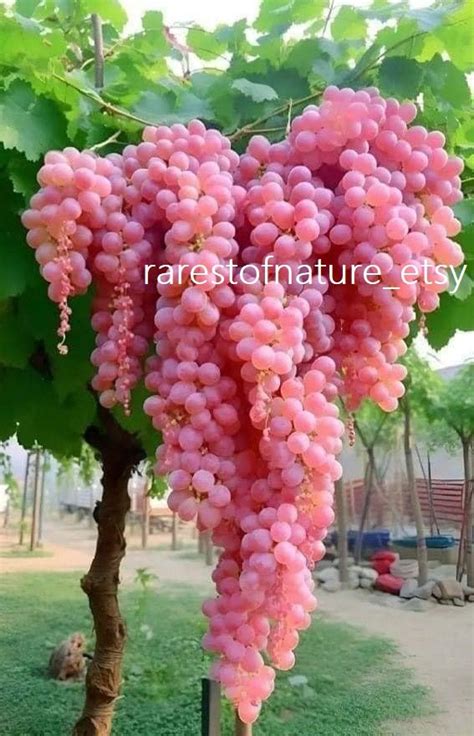 The Pink Koshu Grapes Of Japan Yamanashi 7 Fresh Seeds Already