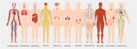 Quantos Sistemas Tem O Corpo Humano - Quais os Sistemas do Corpo Humano e Suas Funções?