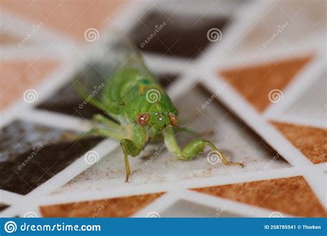 Detail Of Green Locust Stock Image Image Of Animal 258785541